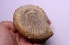 Dichotomoceras dobrogensis  - oxfordien - Nevers -58 - FRANCE