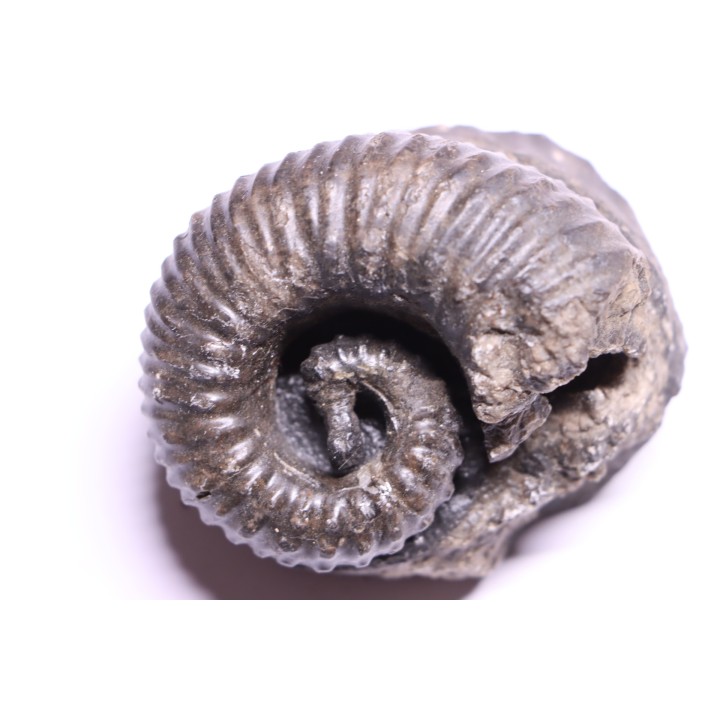 Kutatissites densecostatum - barremien - paja formation - Santander - Colombie