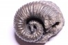 Kutatissites densecostatum - barremien - paja formation - Santander - Colombie