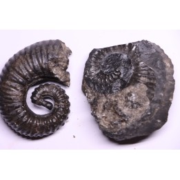 Kutatissites densecostatum - barremien - paja formation - Santander - Colombie
