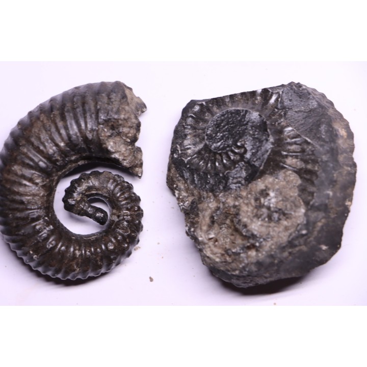 Kutatissites densecostatum - barremien - paja formation - Santander - Colombie