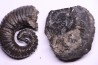 Kutatissites densecostatum - barremien - paja formation - Santander - Colombie