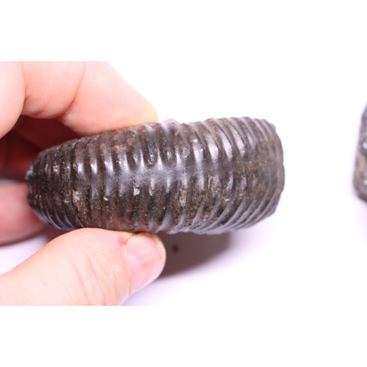 Kutatissites densecostatum - barremien - paja formation - Santander - Colombie