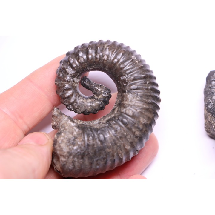 Kutatissites densecostatum - barremien - paja formation - Santander - Colombie