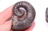 Kutatissites densecostatum - barremien - paja formation - Santander - Colombie
