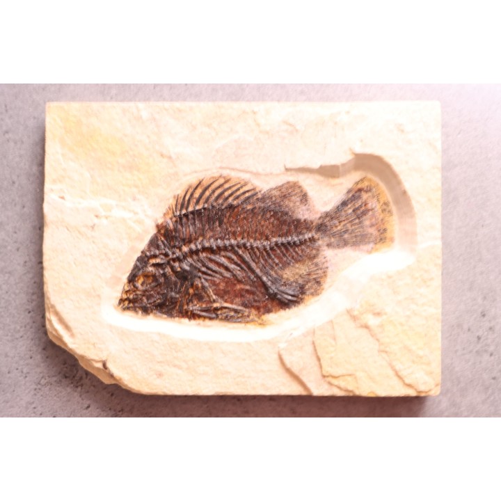 Poisson fossile Cockerellites liops - éocène - Wyoming - USA