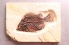 Poisson fossile Cockerellites liops - éocène - Wyoming - USA