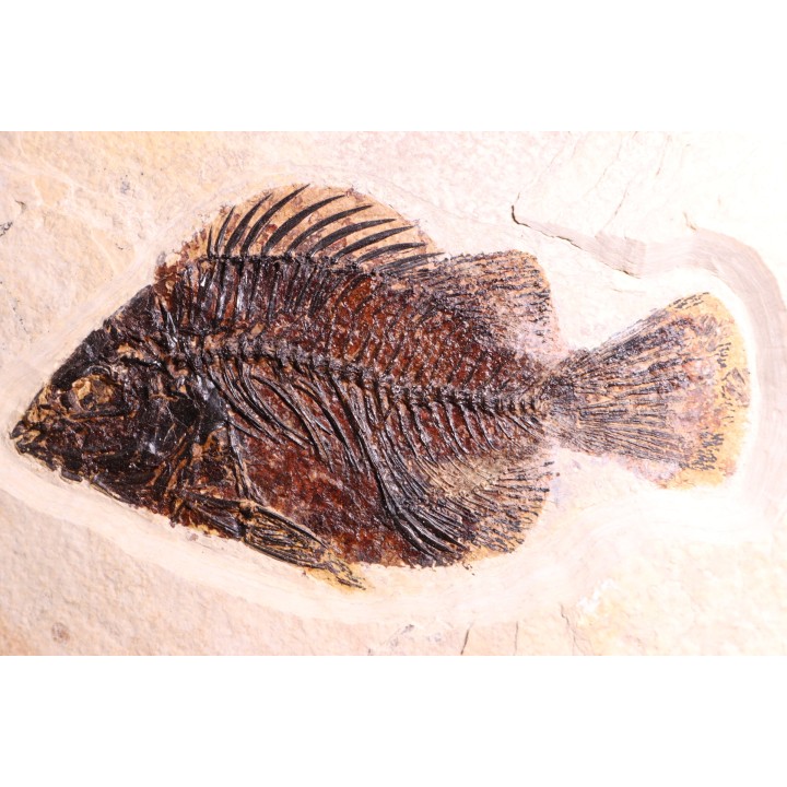Poisson fossile Cockerellites liops - éocène - Wyoming - USA
