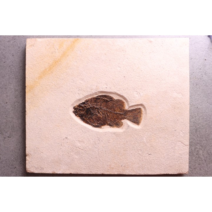 Poisson fossile Cockerellites liops - éocène - Wyoming - USA