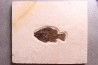Cockerellites liops - Eocène - green river fmt - Wyoming - USA