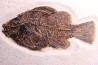 Poisson fossile Cockerellites liops - éocène - Wyoming - USA