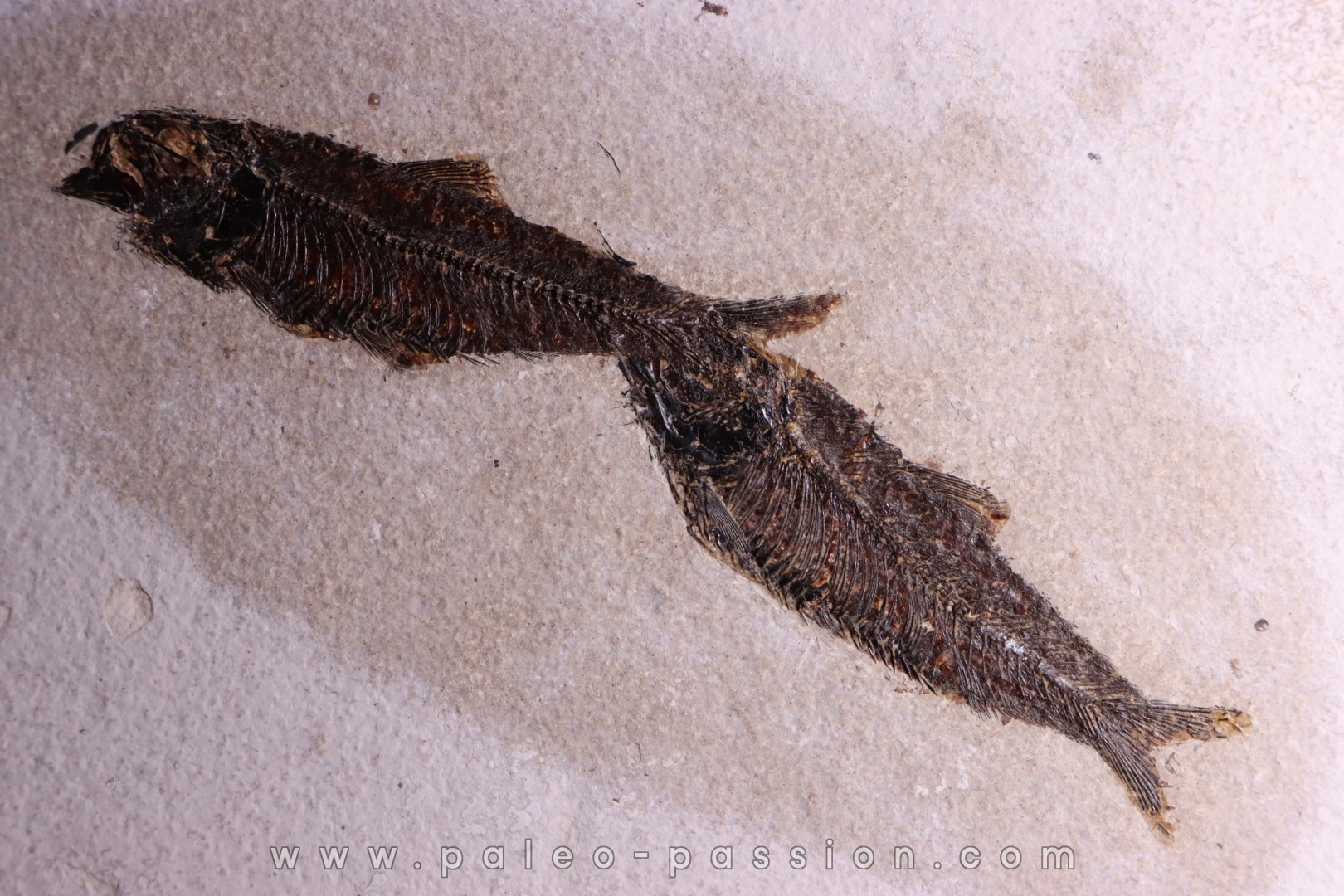 KNIGHTIA EOCAENA - Eocène - green river fmt - Wyoming - USA