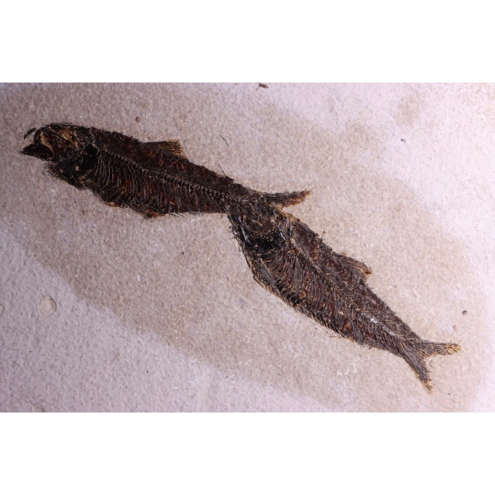 KNIGHTIA EOCAENA - Eocène - green river fmt - Wyoming - USA