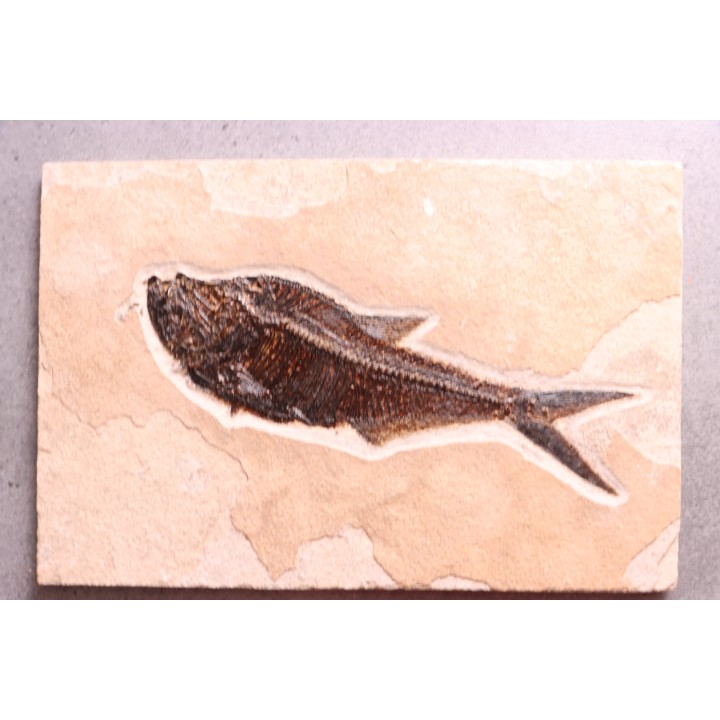 Poisson fossile Diplomystus dentatus - éocène - Wyoming - USA
