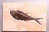 Diplomystus dentatus - Eocène - green river fmt - Wyoming - USA