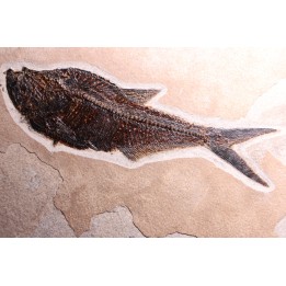 Diplomystus dentatus - Eocène - green river fmt - Wyoming - USA