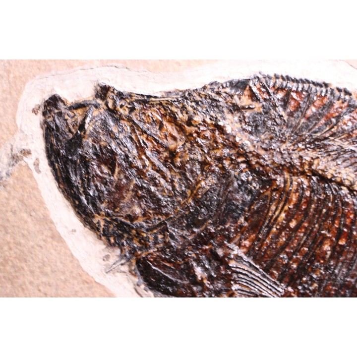 Poisson fossile Diplomystus dentatus - éocène - Wyoming - USA