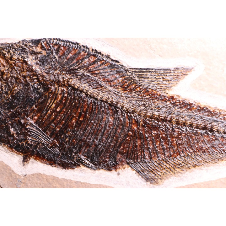 Poisson fossile Diplomystus dentatus - éocène - Wyoming - USA
