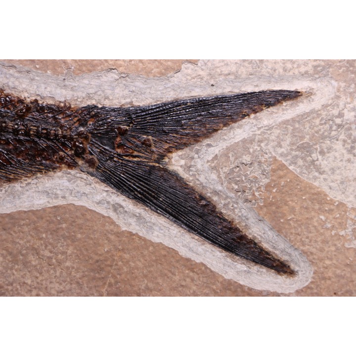 Diplomystus dentatus - Eocène - green river fmt - Wyoming - USA