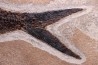 Diplomystus dentatus - Eocène - green river fmt - Wyoming - USA