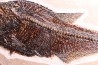 Diplomystus dentatus - Eocène - green river fmt - Wyoming - USA