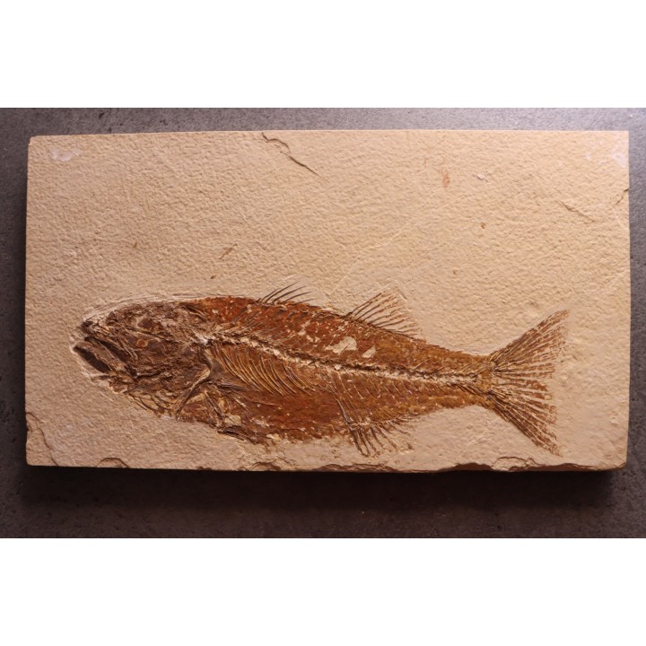Mioplosus labracoides
