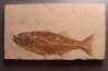 Mioplosus labracoides