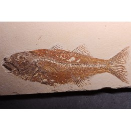 GRAND poisson fossile 24 cm! Mioplosus labracoides - USA
