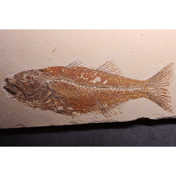 Mioplosus labracoides