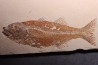 Mioplosus labracoides
