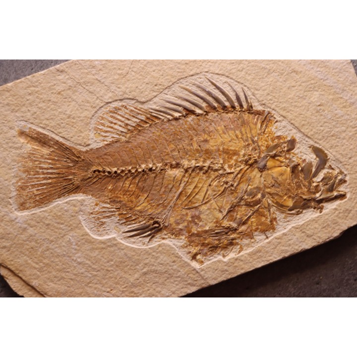 Priscacara serrata