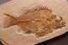 Priscacara serrata