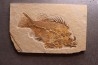 poisson fossile Priscacara serrata - Eocene - USA