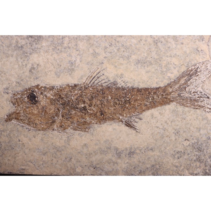 DAPALIS MACRURUS - oligocène de Provence - FRANCE