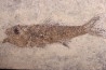 DAPALIS MACRURUS - oligocène de Provence - FRANCE