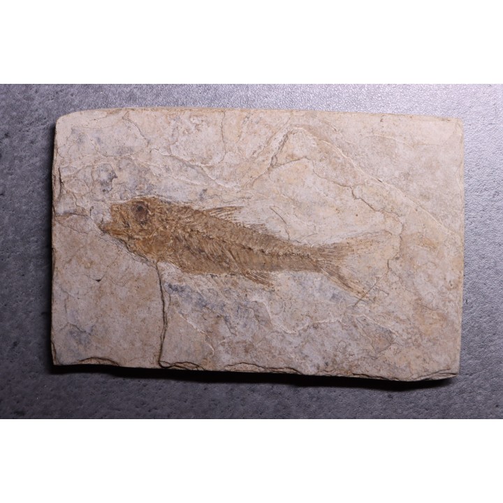 DAPALIS MACRURUS - stampian - Provence - France