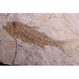 DAPALIS MACRURUS - oligocène de Provence - FRANCE