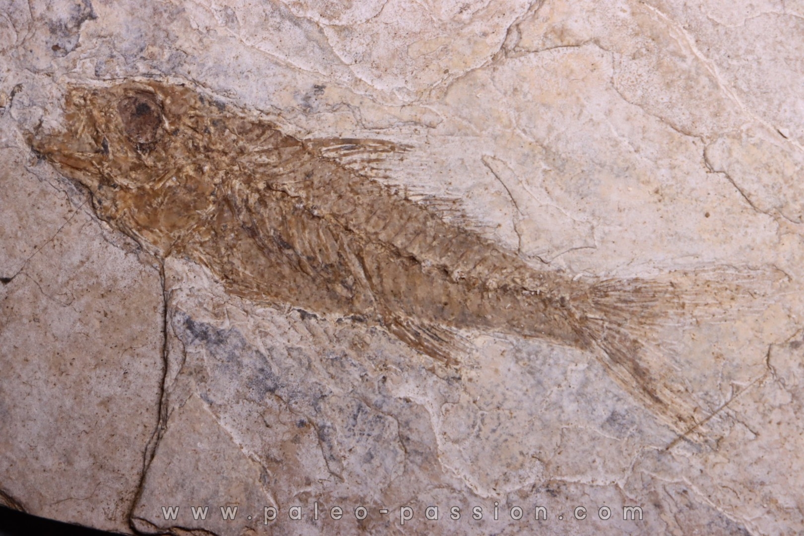 DAPALIS MACRURUS - stampian - Provence - France