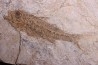 DAPALIS MACRURUS - oligocène de Provence - FRANCE