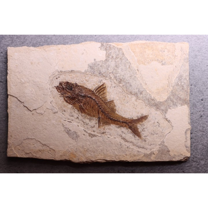 DAPALIS MACRURUS - oligocène de Provence - FRANCE