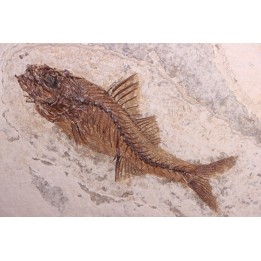 DAPALIS MACRURUS - stampian - Provence - France