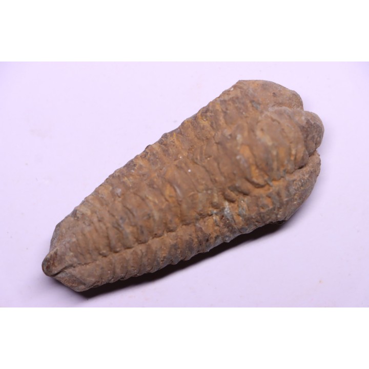 Colpocoryphe Rouaulti - Llandelien -  Britanny, FRANCE