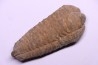 trilobite de Bretagne: Colpocoryphe Rouaulti - Llandelien - Bain (35) FRANCE