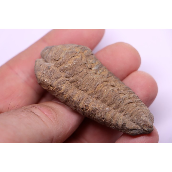 Colpocoryphe Rouaulti - Llandelien -  Britanny, FRANCE