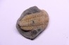 trilobite de Bretagne: Colpocoryphe Rouaulti - Llandelien - Bain (35) FRANCE