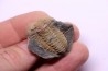 trilobite de Bretagne: Colpocoryphe Rouaulti - Llandelien - Bain (35) FRANCE