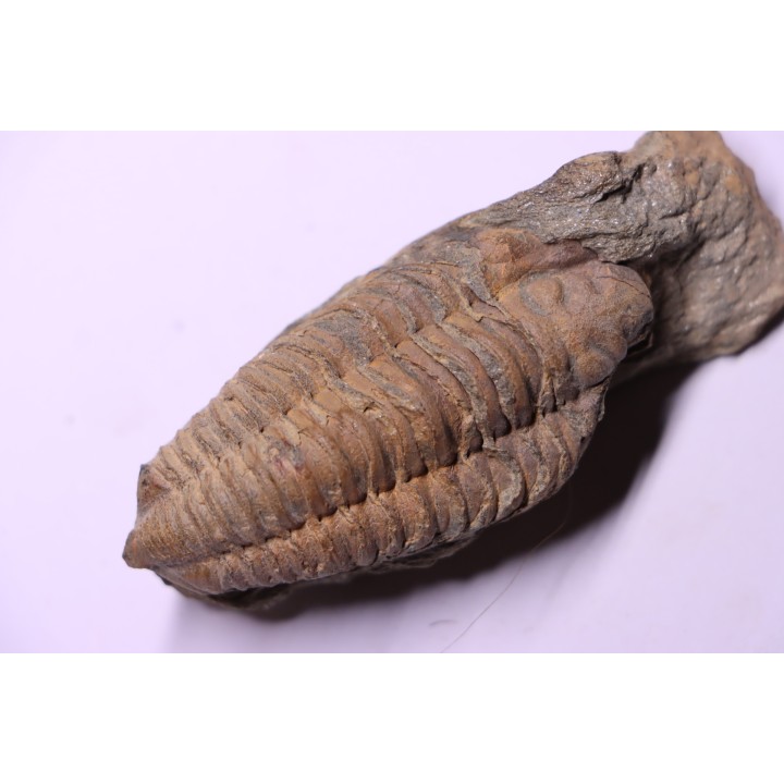 Colpocoryphe Rouaulti - Llandelien -  Britanny, FRANCE