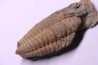 trilobite de Bretagne: Colpocoryphe Rouaulti - Llandelien - Laillé, Guichen (35) - FRANCE