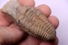 Colpocoryphe Rouaulti - Llandelien - Britanny, FRANCE