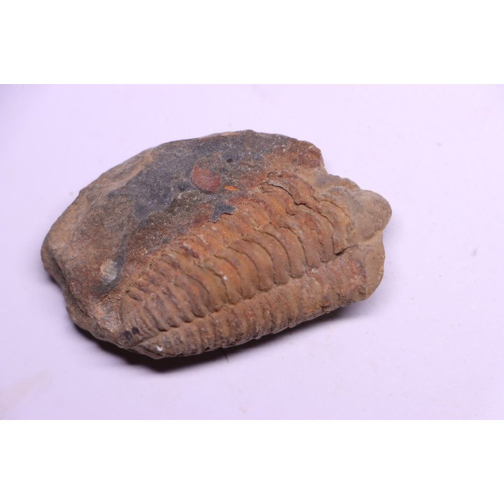 trilobite de Bretagne: Colpocoryphe Rouaulti - Llandelien - Laillé, Guichen (35) - FRANCE